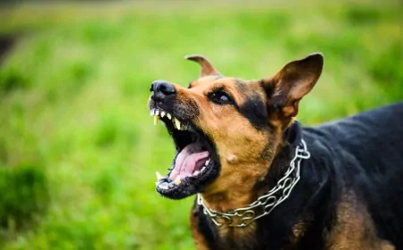 Dog Bite Attorney